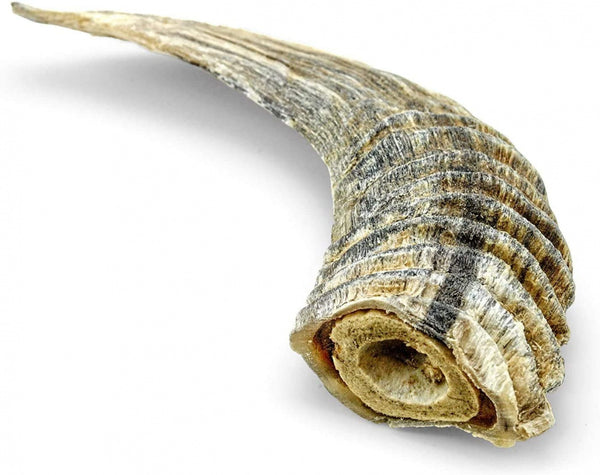 Icelandic+ Small Lamb Horn with Marrow Dog Treat